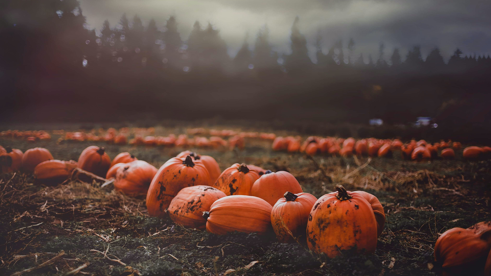 dark, foggy night with pumpkins in a field